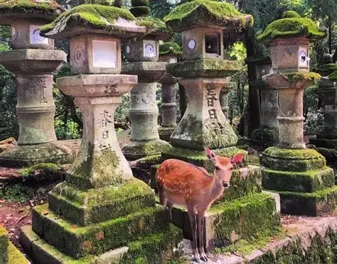 Japonya'da Nara Park'ında Geyiklerle Gezi