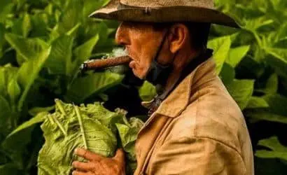 Küba'da Tütün Tarlaları ve Puro Fabrikaları Turu